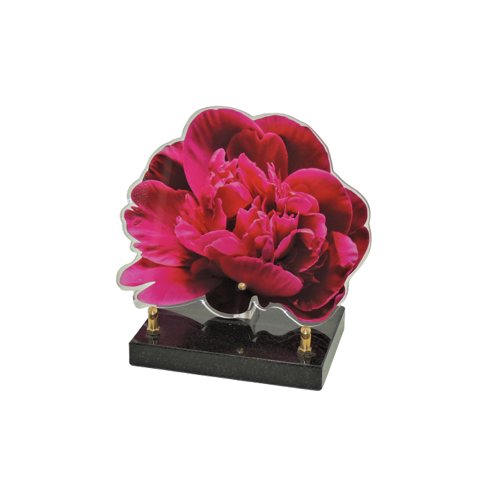 Plaque plexiglas pivoine 20x20cm