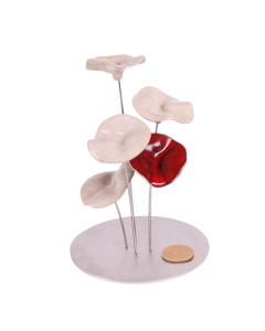 Rond 5 fleurs - Terre & Tonique 16x25cm
