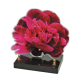 Plaque plexiglas pivoine 20x20cm vue 1