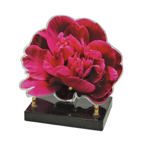 Plaque plexiglas pivoine 20x20cm